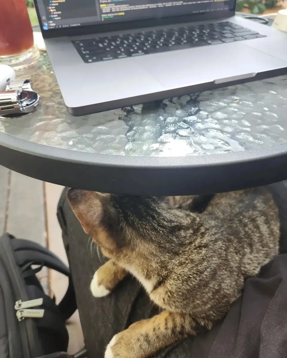 모르는 고양이